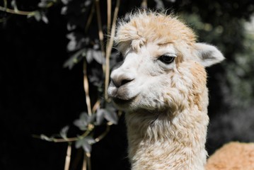 portrait of a llama in la paz bolivia