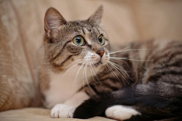 Portrait of a gray striped cat with green eyes.