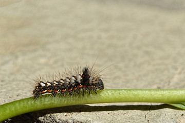 Caterpillar 