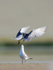 Flying adult Little Tern feeds a chick