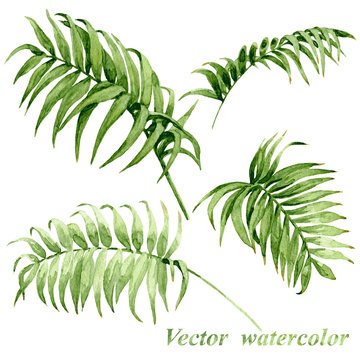 Watercolor palm leaves isolated on white.