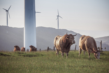 Cows and Wind