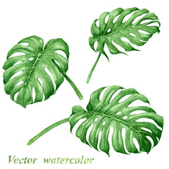 Set of watercolor tropical plants  leaves. © val_iva
