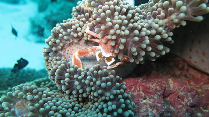 Porcelaine crab in sea anemone, Mauritius. Indian Ocean