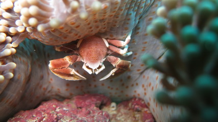 Porcelaine crab in sea anemone, Mauritius. Indian Ocean