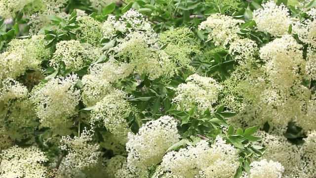 Flowering elderberry bush, Sambucus nigra