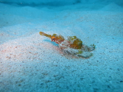 Pegasus draconis, also called little dragonfish or Dwarf seamoth