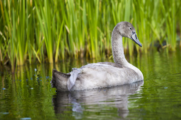 Young swans are swimming together in the Hancza River, Poland.