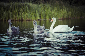 Young swans are swimming together in the Hancza River, Poland.