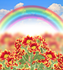 Fototapeta na wymiar beautiful fresh red flower rainbow blue summer sky 