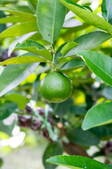 Green lemon on tree