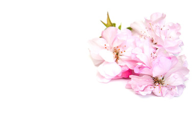 Sakura blossom on a white background