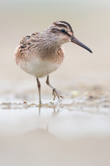 Broad-billed sandpiper