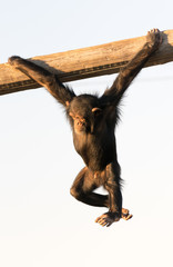 Ape playing in a zoo hanging from a piece of wood with a sad expression.