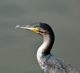 cormoran 2