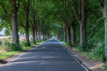 schöne schattige Allee in Norddeutschland