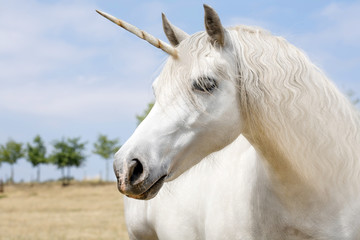 Unicorn © marbenzu