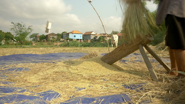 Rice threshing: close-up of a farmer beating rice straws by hand on a slotted wooden platform to separate the grain from the panicle