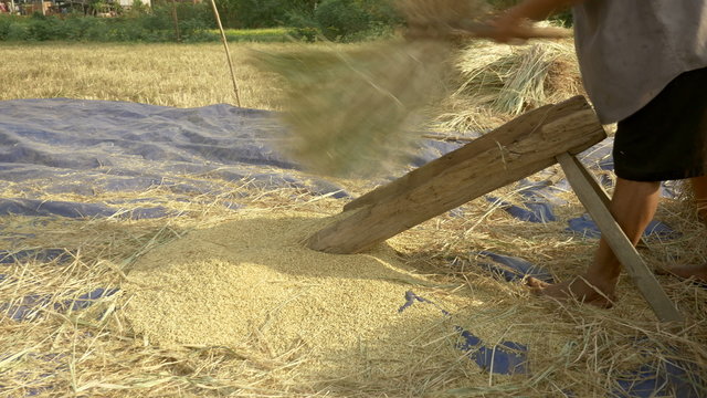 Rice threshing: close-up of a farmer beating rice straws by hand on a slotted wooden platform to separate the grain from the panicle