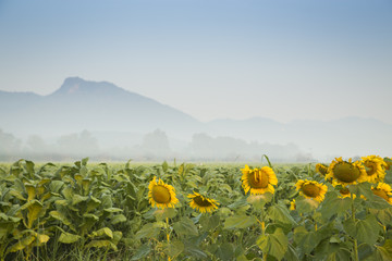 Sunflower in tobacco farm with mist and mountain background