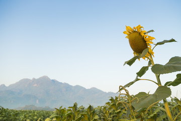 Sunflower in tobacco fields with mist and mountain background