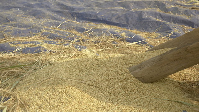 Rice threshing: farmer beating rice straws by hand on a slotted wooden platform to separate the grain from the panicle (close-up on grains)