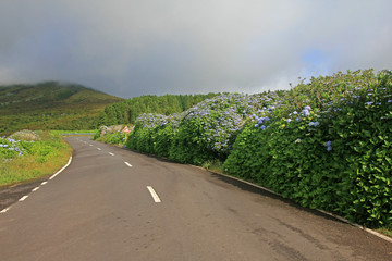 Azoren faial portugal 