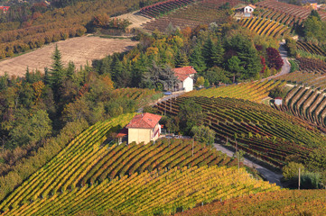 Autumnal vineyards on the hills of Piedmont, Italy.