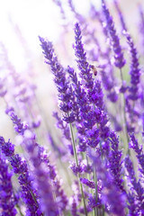 Fototapeta premium Lavender flowers