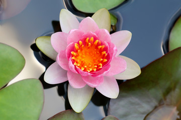 Pink lotus flower in full bloom.