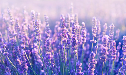 Lavender flowers