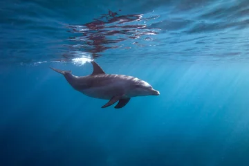 Fotobehang Oppervlakte dolfijn © lancesagar