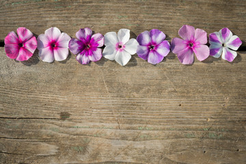 Natural wooden background with bright phlox flowers
