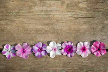 Natural wooden background with bright phlox flowers