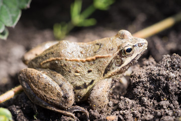 Close up frog on a background of grass in natural habitat
