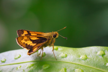 Insects in nature