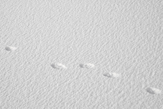 le tracce della lepre sulla neve