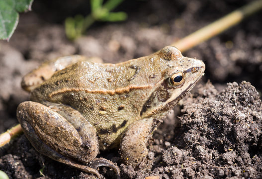 Close up frog on a background of grass in natural habitat