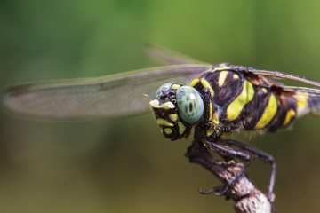 Clubtail