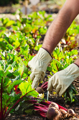 Planting and harvesting at an organic farm