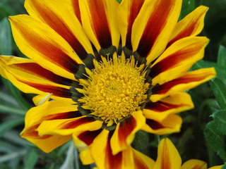 aufgeblühte Mittagsblume