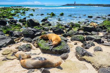 Fur seals at Punta Carola beach, Galapagos islands (Ecuador)