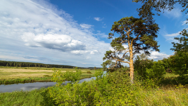 пейзаж с пышной сосной на берегу реки, Урал Россия