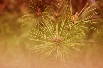 Vintage tone, Pine cones and branch, Larix leptolepis