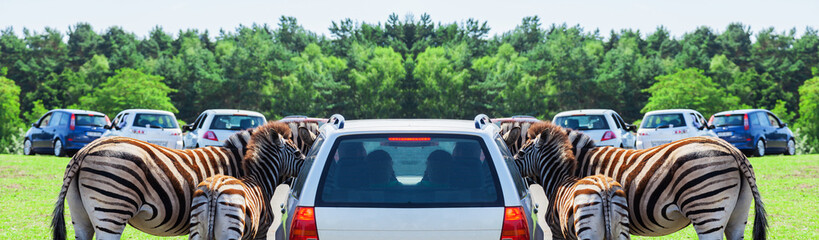 Mother and baby - Zebra on a car - Panorama - obrazy, fototapety, plakaty