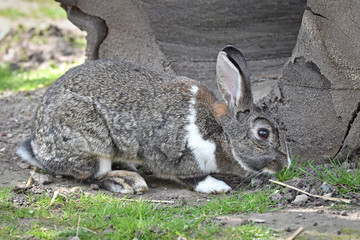 Domestic rabbit (Oryctolagus cuniculus)