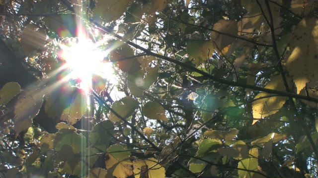 The sun shines brightly through dense layers of leaves and branches
