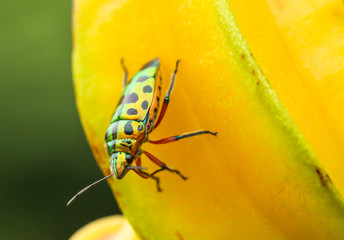 Beetle with green and yellow wiyh Black spot on star apple fruit