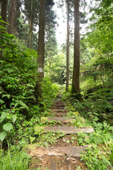 東京檜原村の大滝の遊歩道