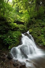 Fototapeta premium 滝と新緑（東京檜原村大滝）
